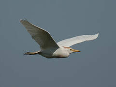 Western Cattle Egret