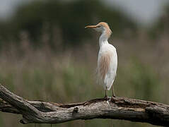 Western Cattle Egret