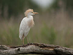 Western Cattle Egret