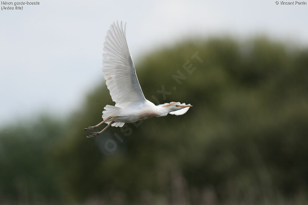 Western Cattle Egretadult