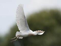 Western Cattle Egret