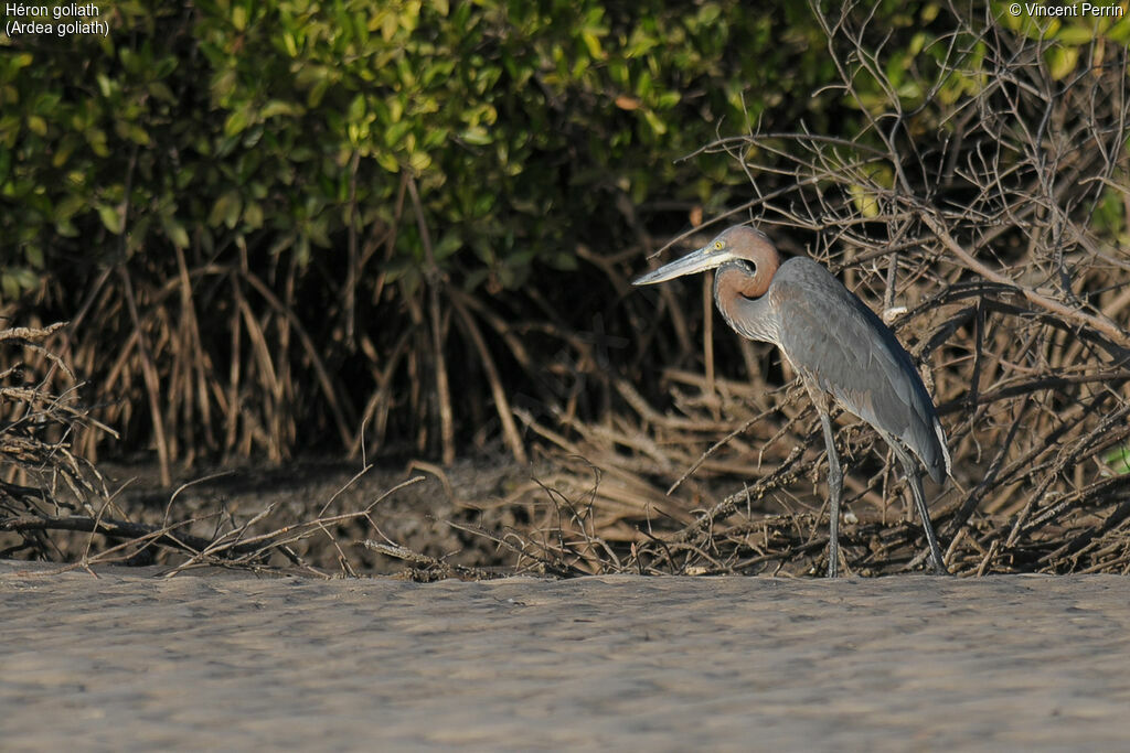 Goliath Heronadult, close-up portrait, eats