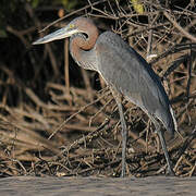 Goliath Heron