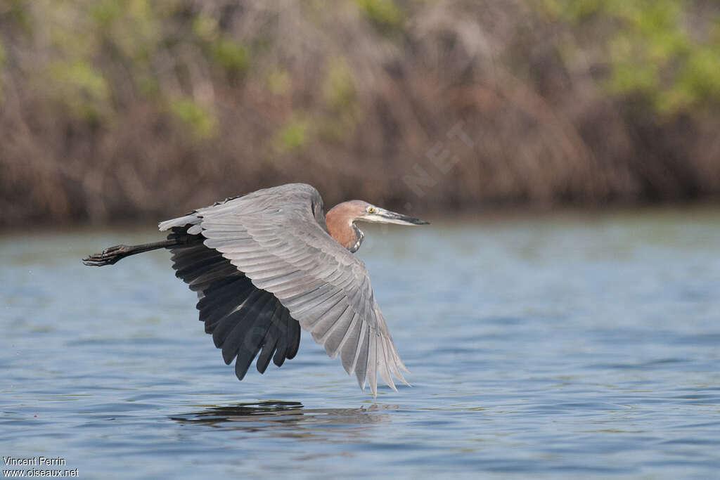 Goliath Heronadult, Flight