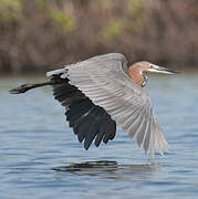 Goliath Heron