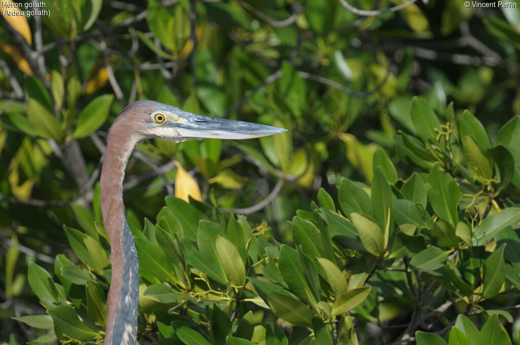 Goliath Heron, close-up portrait