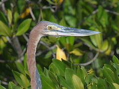 Goliath Heron