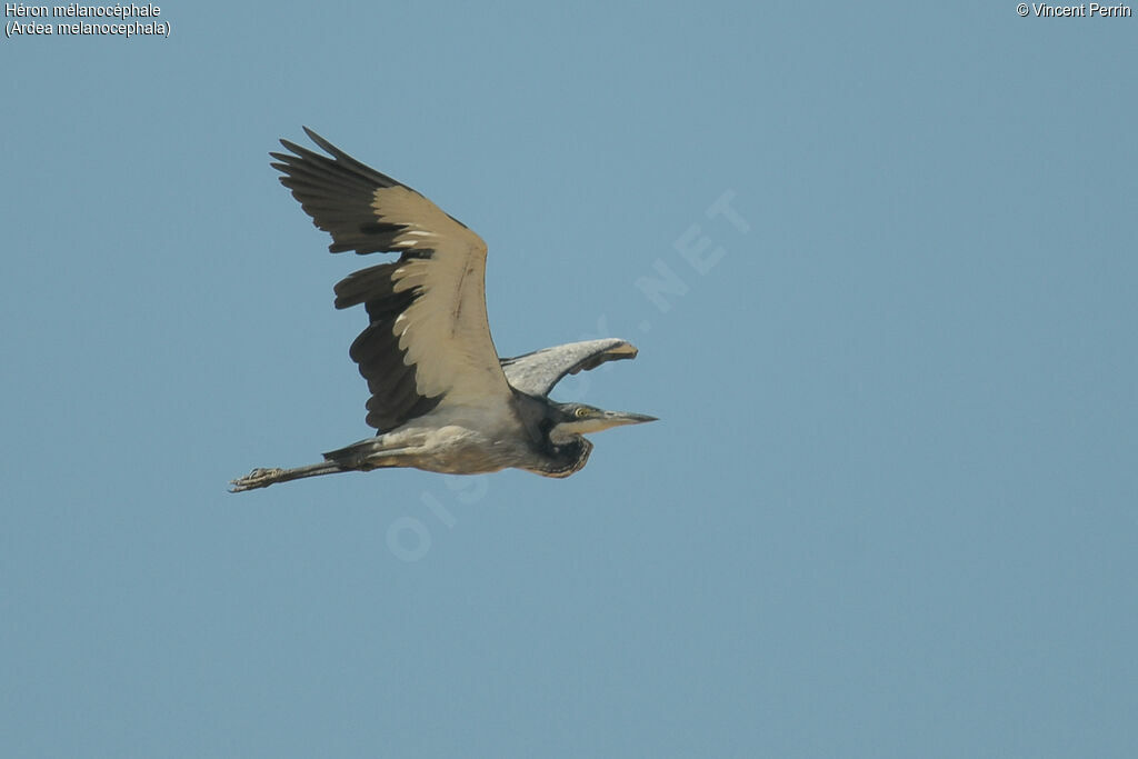 Black-headed Heronadult