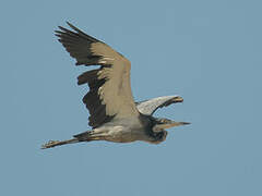 Black-headed Heron