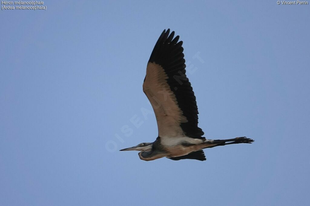 Black-headed Heron, Flight