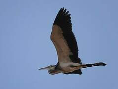 Black-headed Heron