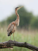 Purple Heron