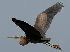 Purple Heron