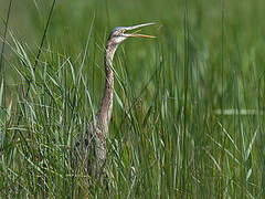 Purple Heron