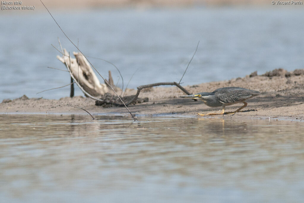 Striated Heronadult