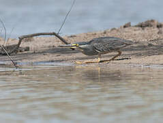 Striated Heron