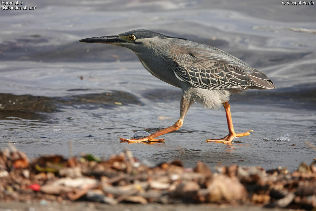 Striated Heron, eats