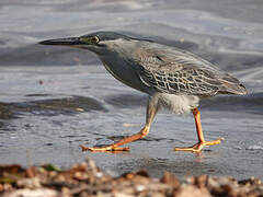 Striated Heron