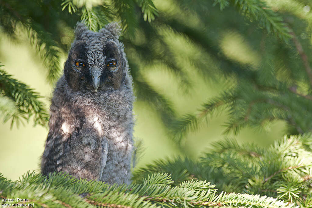 Hibou moyen-ducPoussin, identification