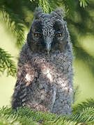 Long-eared Owl