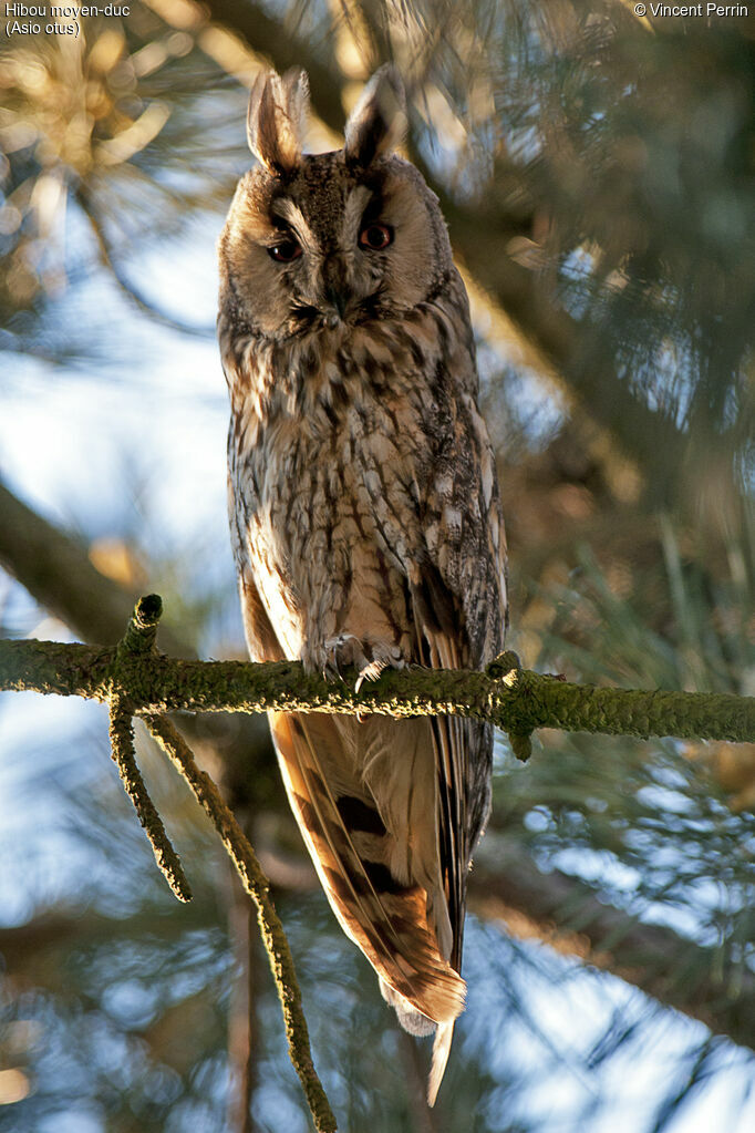 Hibou moyen-ducadulte