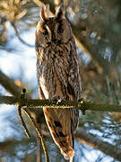 Long-eared Owl