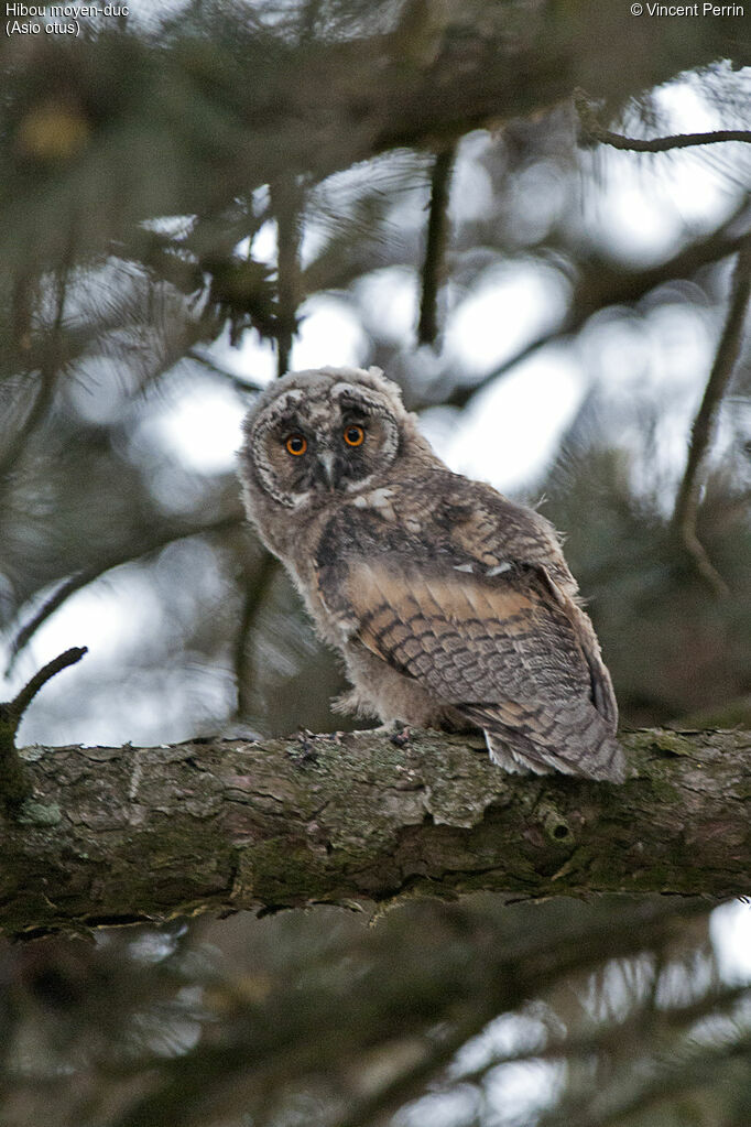 Hibou moyen-ducPoussin