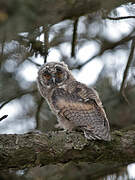 Long-eared Owl