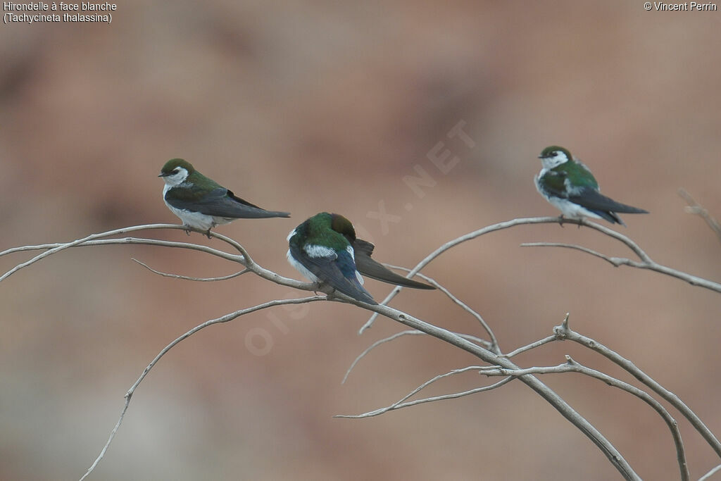 Violet-green Swallow