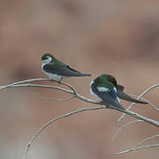 Violet-green Swallow