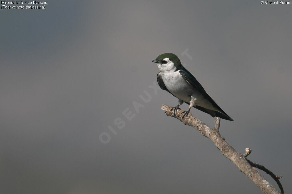 Hirondelle à face blancheadulte