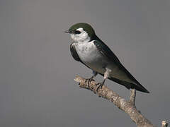 Violet-green Swallow