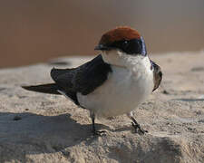 Wire-tailed Swallow