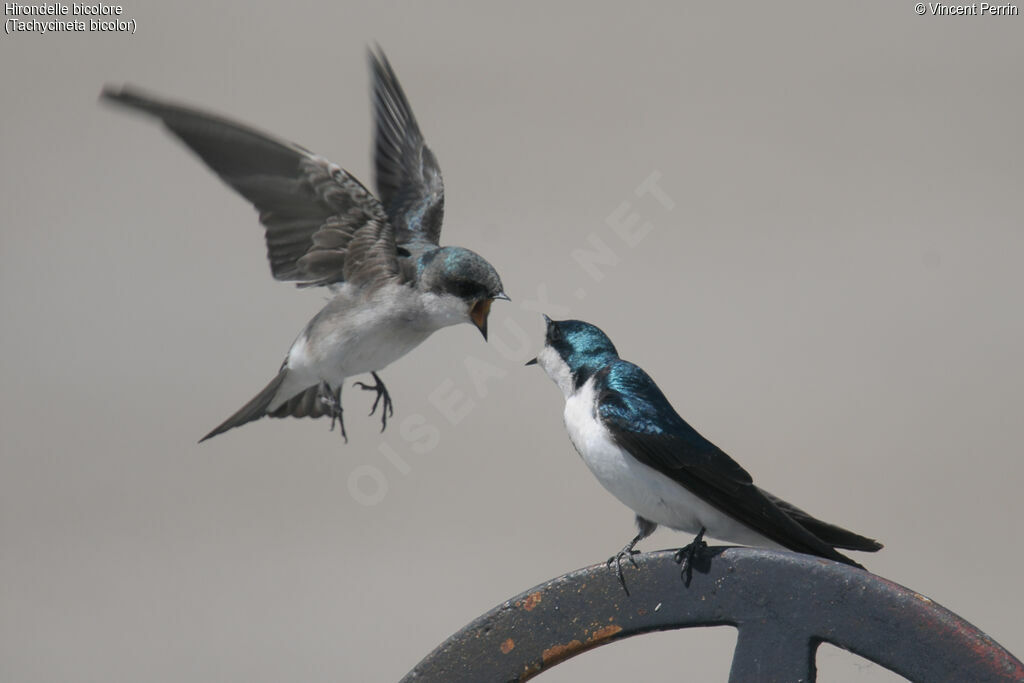 Tree Swallow