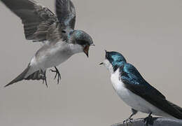 Tree Swallow