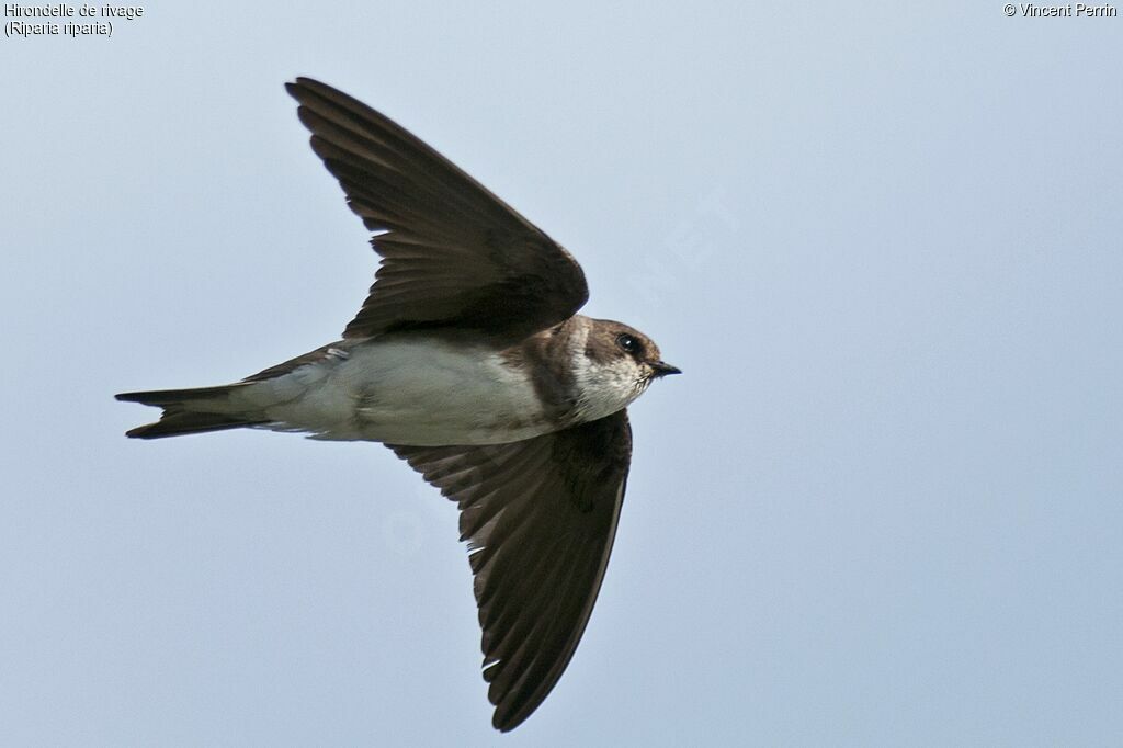 Sand Martinadult