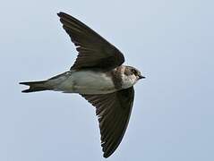 Sand Martin