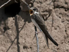 Sand Martin