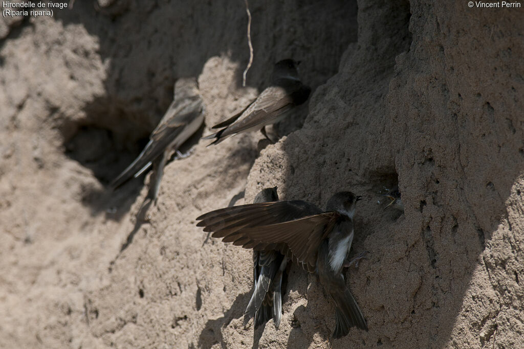 Hirondelle de rivage, mange, r. coloniale