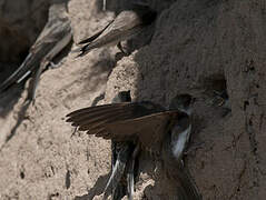 Sand Martin