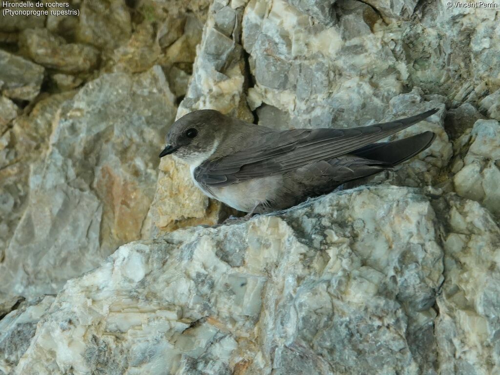 Eurasian Crag Martinadult, close-up portrait