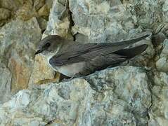 Eurasian Crag Martin