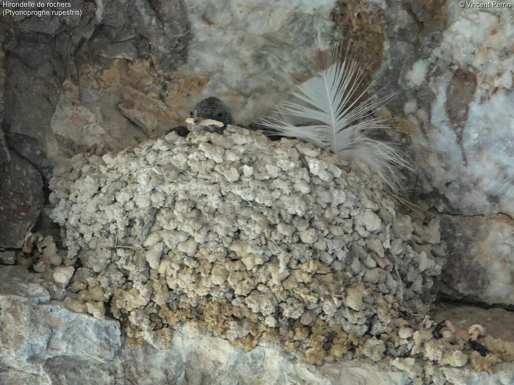 Hirondelle de rochersPoussin, habitat, Nidification