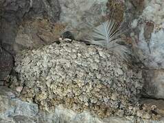 Eurasian Crag Martin