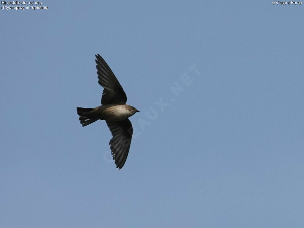 Eurasian Crag Martinadult, Flight