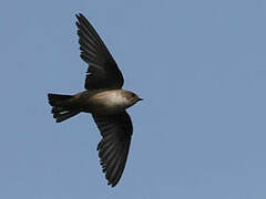 Eurasian Crag Martin