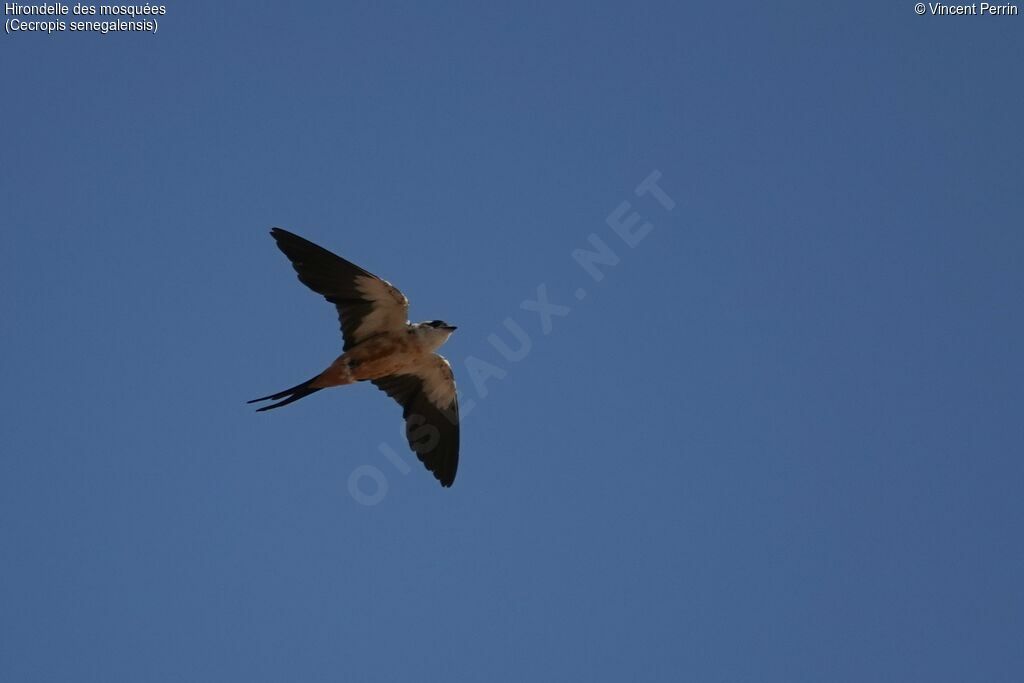 Mosque Swallow
