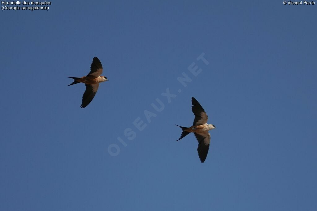 Mosque Swallow