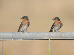 Welcome Swallow