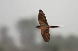 West African Swallow